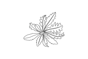 Dandelion leave vector drawing set. Isolated wild plant and flying seeds.