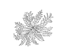Dandelion leave vector drawing set. Isolated wild plant and flying seeds.