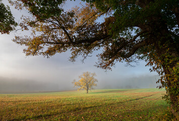 Obraz premium 659-69 Yellow Tree