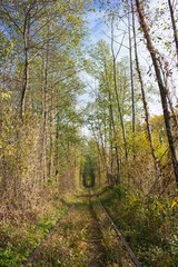 Obraz premium Famous landscape called Tunnel of Love, Ukraine. Railway with natural tunnel in autumn. Magical autumn landscape. Railroad in autumn woods. Bright tree foliage with arch form. Railroad in perspective.