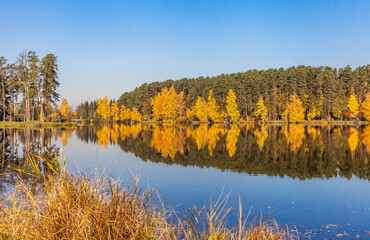 Autumn landscape with pines and yellow birches with reflection on the surface of the pond water against the blue sky