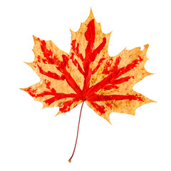 Maple leaf isolated on white background