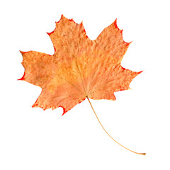 Maple leaf isolated on white background