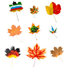 Set of painted maple leaves isolated on white background