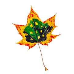 Maple leaf isolated on white background