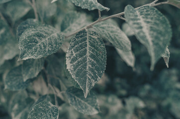 Dusty green leaves. Ecological problems. Atmospheric curiosity