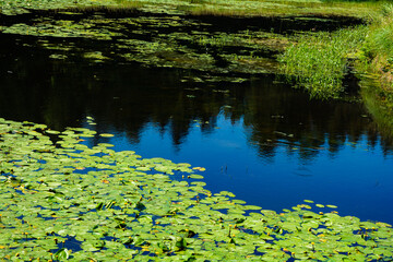 Pond with yellow waterlily flowers, green leaf, duckweed in a summer day