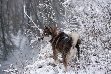 Portrait of cute west siberian husky walking in winter forest, copy space