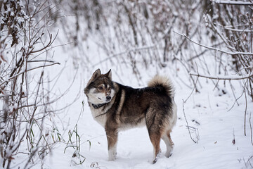 Portrait of cute west siberian husky walking in winter forest, copy space