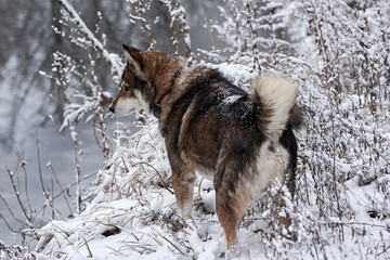 Portrait of cute west siberian husky walking in winter forest, copy space