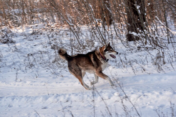 Portrait of funny west siberian husky running in winter forest, copy space