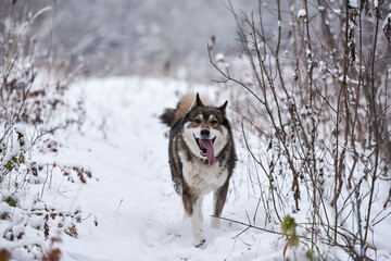Portrait of funny west siberian husky running in winter forest, copy space