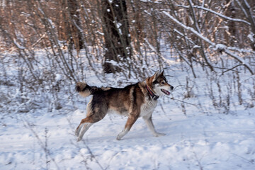 Fototapeta na wymiar Portrait of funny west siberian husky running in winter forest, copy space