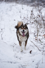 Naklejka premium Portrait of funny west siberian husky running in winter forest, copy space
