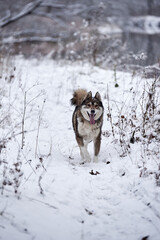 Portrait of funny west siberian husky running in winter forest, copy space
