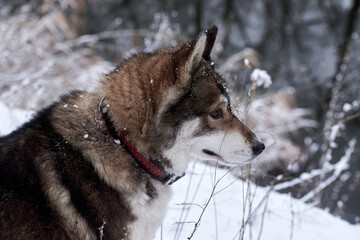 Portrait of cute west siberian husky walking in winter forest, copy space
