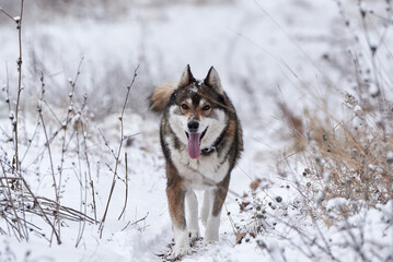 Portrait of cute west siberian husky walking in winter forest, copy space © mirage_studio