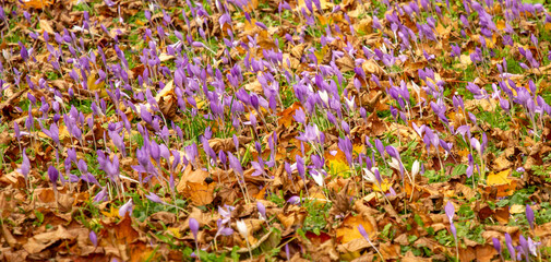 Autumn Crocus (Colchicum autumnale) also known as Meadow Saffron or Naked Ladies flowers in autumn.