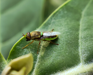 Horse-flies
