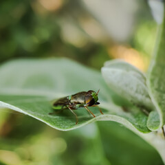 Horse-flies