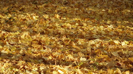 autumn leaves on the grass