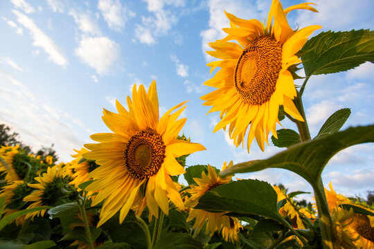 Close-up sunflower at sunset in a field. High quality photo