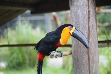 Toucan