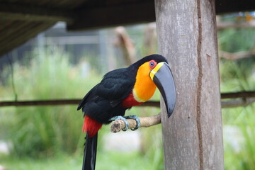 yellow billed toucan