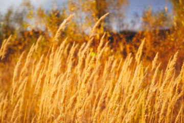 Autumn photo in gold tones. Autumn grasses in the rays of the setting sun. Autumn background. Sun setting behind wild grass in the field.