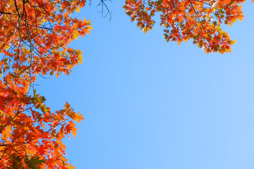 Autumn background. Yellow orange red leaves on a tree against the blue sky. Bright yellow leaves on autumn birches