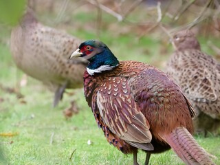 pheasant in the wild