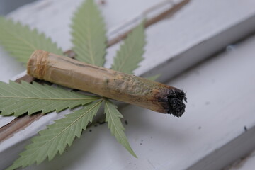 cannabis (hemp) roll-up. hand rolled on the background of dried classic cannabis (hemp) leaf