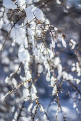 frost on a branch