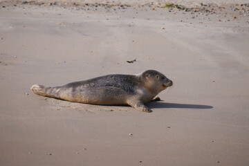 a small seal lies in the sun on the beach