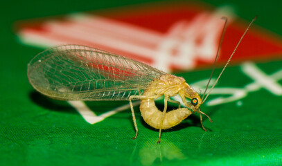 bug on leaf