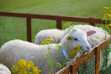 Small white goats in a small paddock on a farm. Farm, cattle