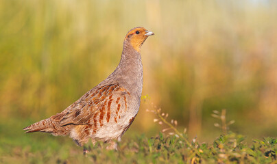 gray partridge beautiful wild bird among grasses