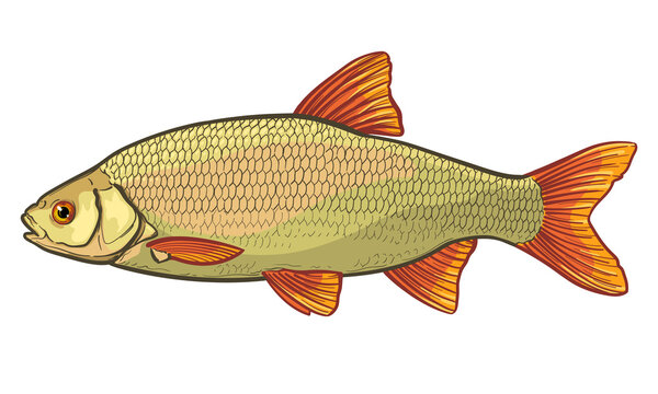Roach fish isolated on a white background. Color vector illustration of a fish.