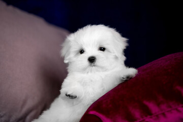 Small white dog of breed Maltese in a photo studio