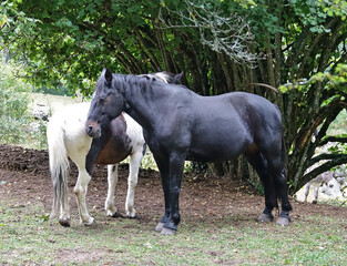 Cheval noir et cheval blanc dans un pré