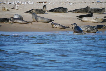 seals lie on a sandy beach near the sea with blue waves