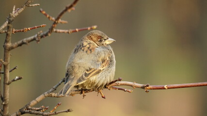 sparrow on branch
