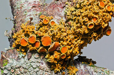 orange closeup pattern lichen growth on a tree 