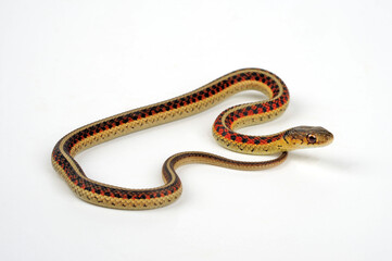 Red-sided Gartersnake // Rotseitige Strumpfbandnatter (Thamnophis sirtalis parietalis) 