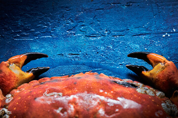 Crab on blue rustic background. Seafood with copy space