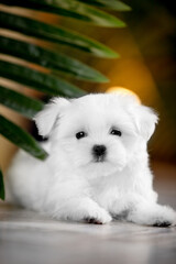 Small white dog of breed Maltese in a photo studio