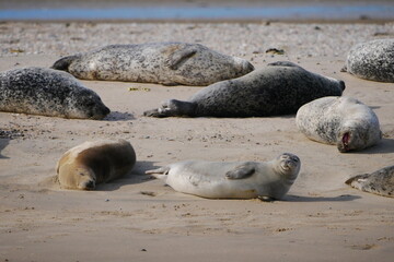 several brown, gray and black and white spotted seals sun themselves and sleep on a sandbank in the...