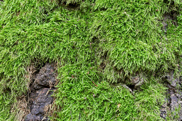 Beautiful green moss on a tree, moss close-up, macro.