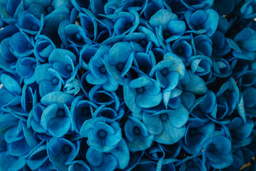 Blue flower macro photo