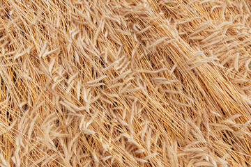 Ripe rye ears background pattern.
